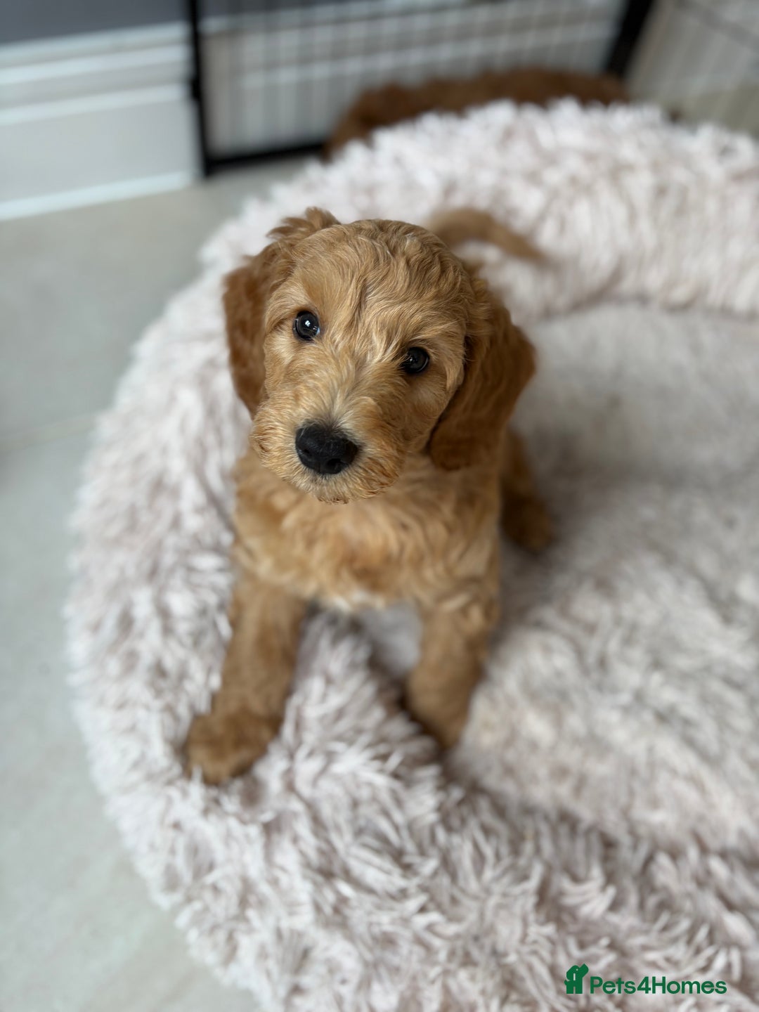 Goldendoodle dogs for sale: Stunning Health Tested F2B Mini Goldendoodles - Image 5