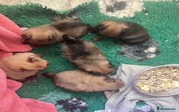 Pomeranian dogs for sale: XS Kc reg quality Pomeranian puppies  - Image 7