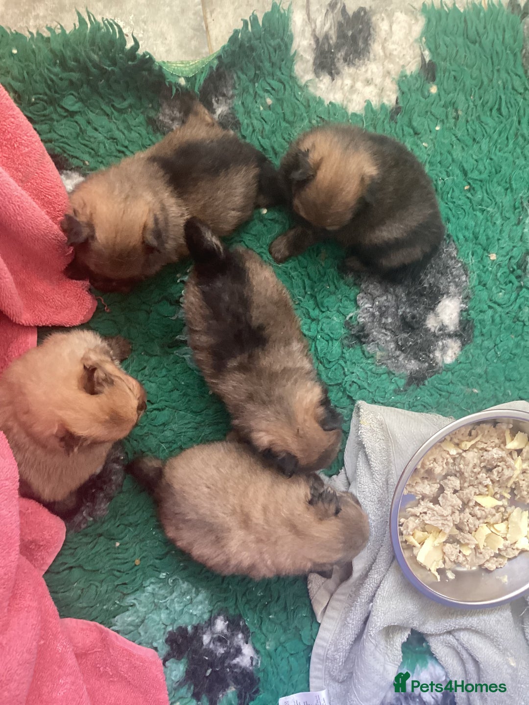 Pomeranian dogs for sale: XS Kc reg quality Pomeranian puppies  - Image 7