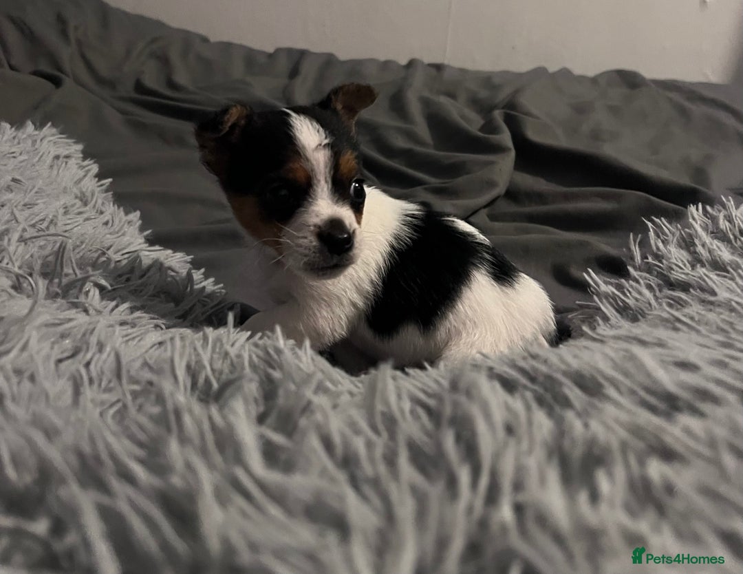 Jack Russell dogs for sale: Last little miniature grace awaiting her family.  - Advert 7