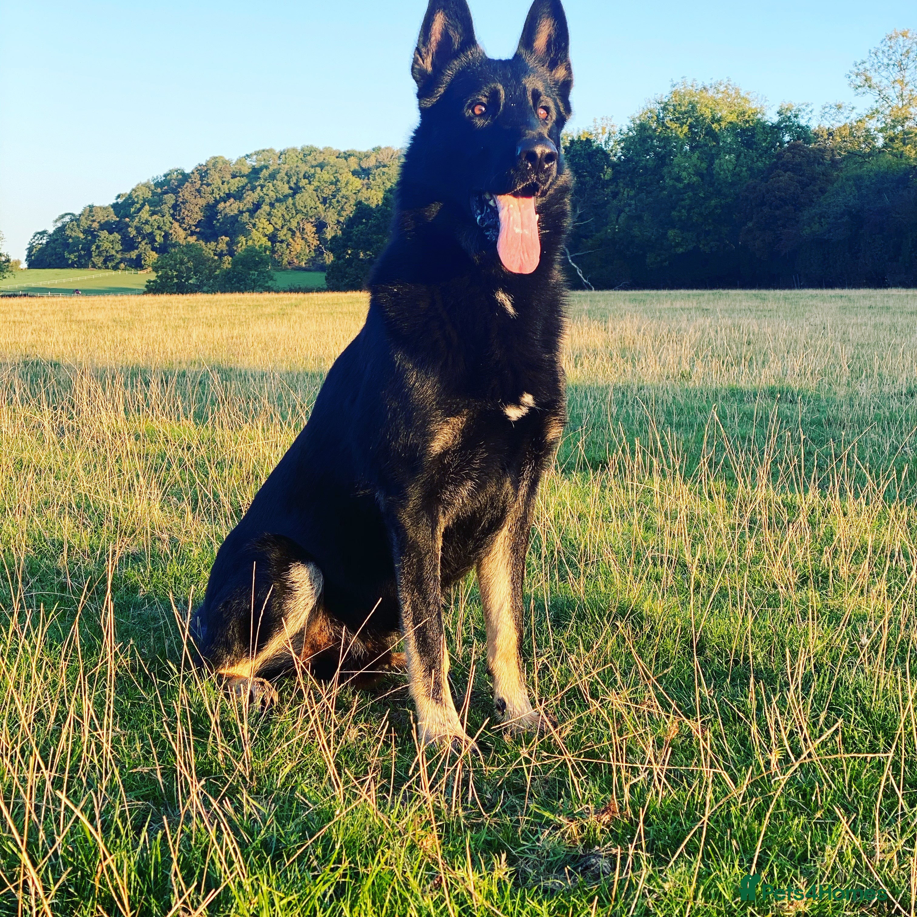 German Shepherd dogs German Shepard available for stud  in Ross-on-Wye - Advert 2