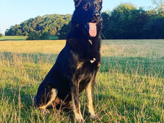 German Shepherd dogs German Shepard available for stud in Ross-on-Wye - Advert 5