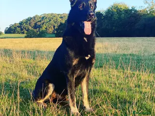 German Shepherd dogs German Shepard available for stud in Ross-on-Wye - Advert 1