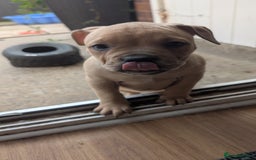 Mixed Breed dogs for sale: Beautiful pups with stunning markings  - Image 34