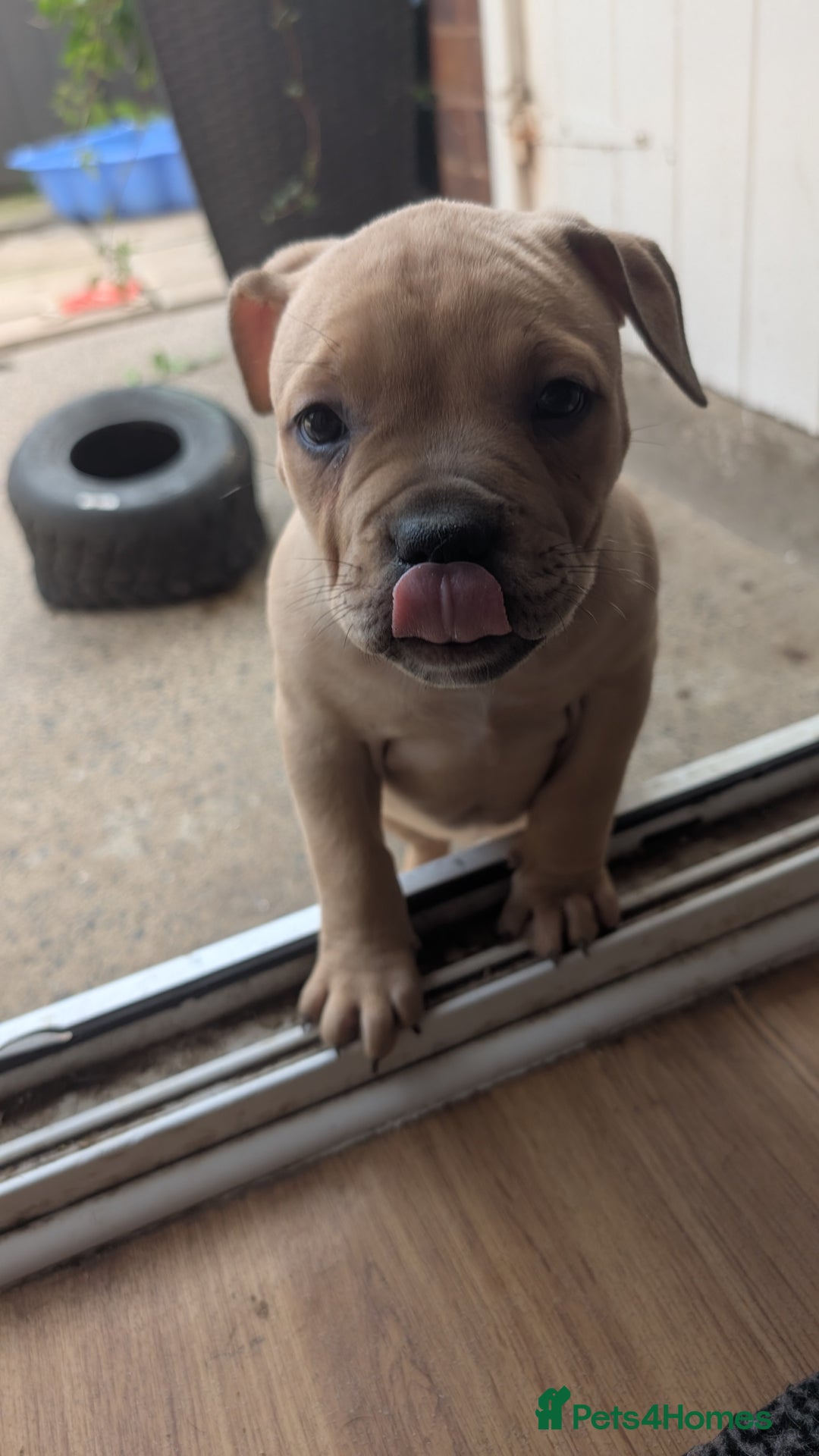 Mixed Breed dogs for sale: Beautiful pups with stunning markings  - Image 34