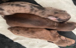 Miniature Dachshund dogs for sale: Long haired dachshund puppies   - Image 9