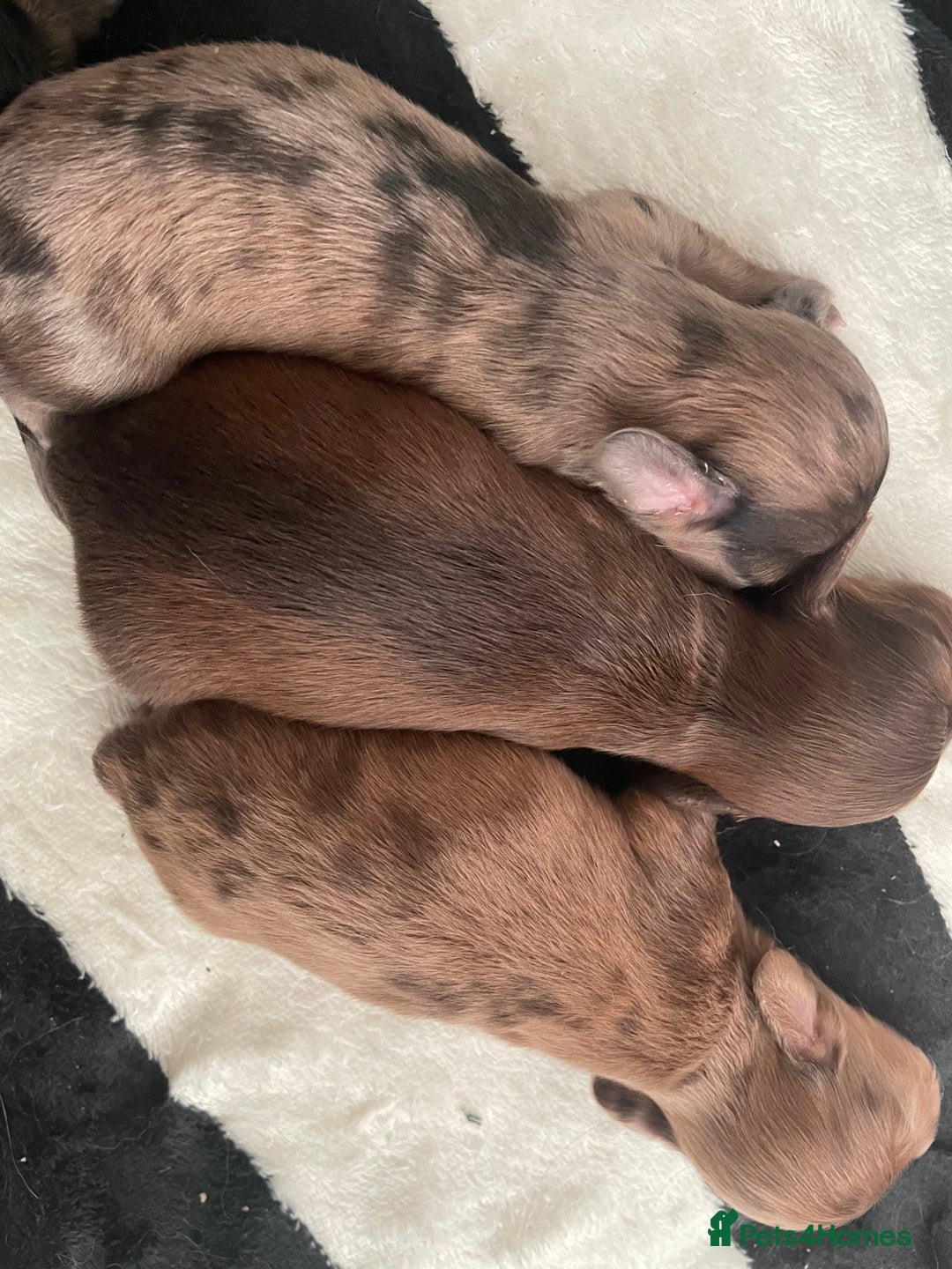 Miniature Dachshund dogs for sale: Long haired dachshund puppies   - Image 9