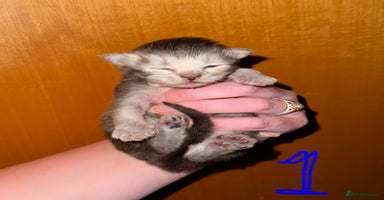 British Shorthair cats - Advert 7