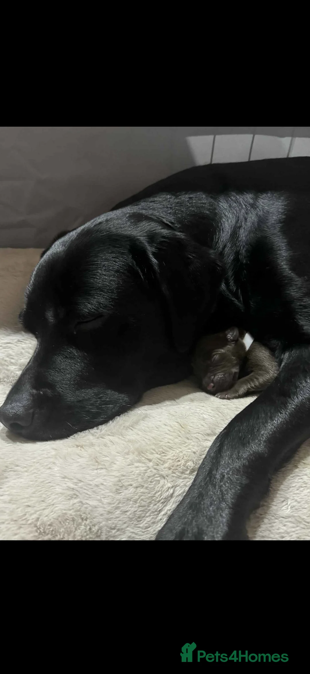 Labrador Retriever dogs for sale: One black Labrador male lift in Milford Haven - Advert 7