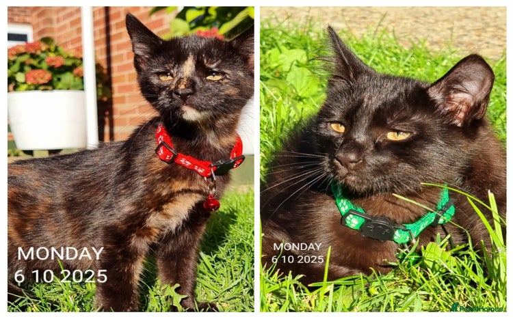 Mixed Breed cats - Advert 2