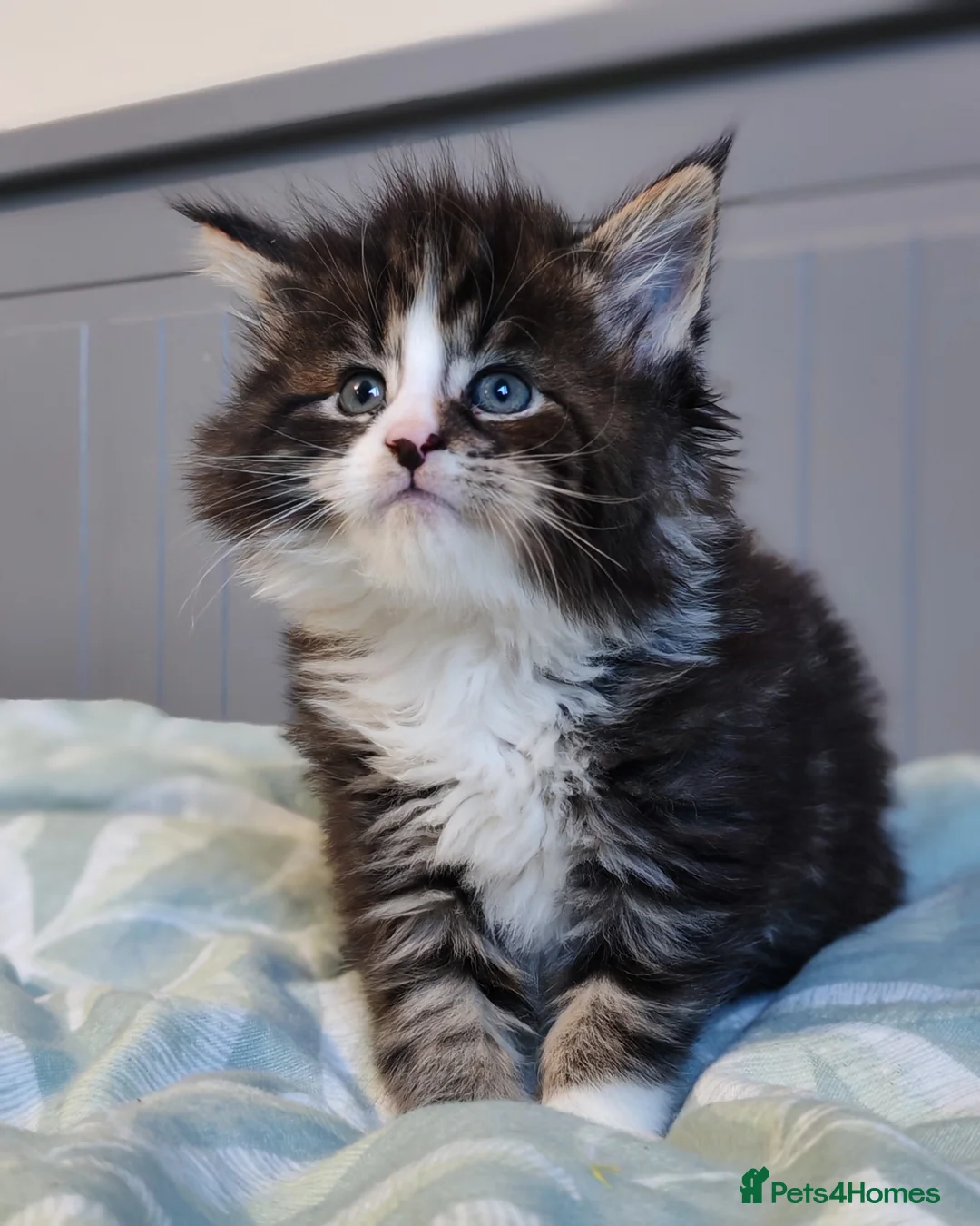 Maine Coon cats for sale: Maine coon kittens  - Advert 3