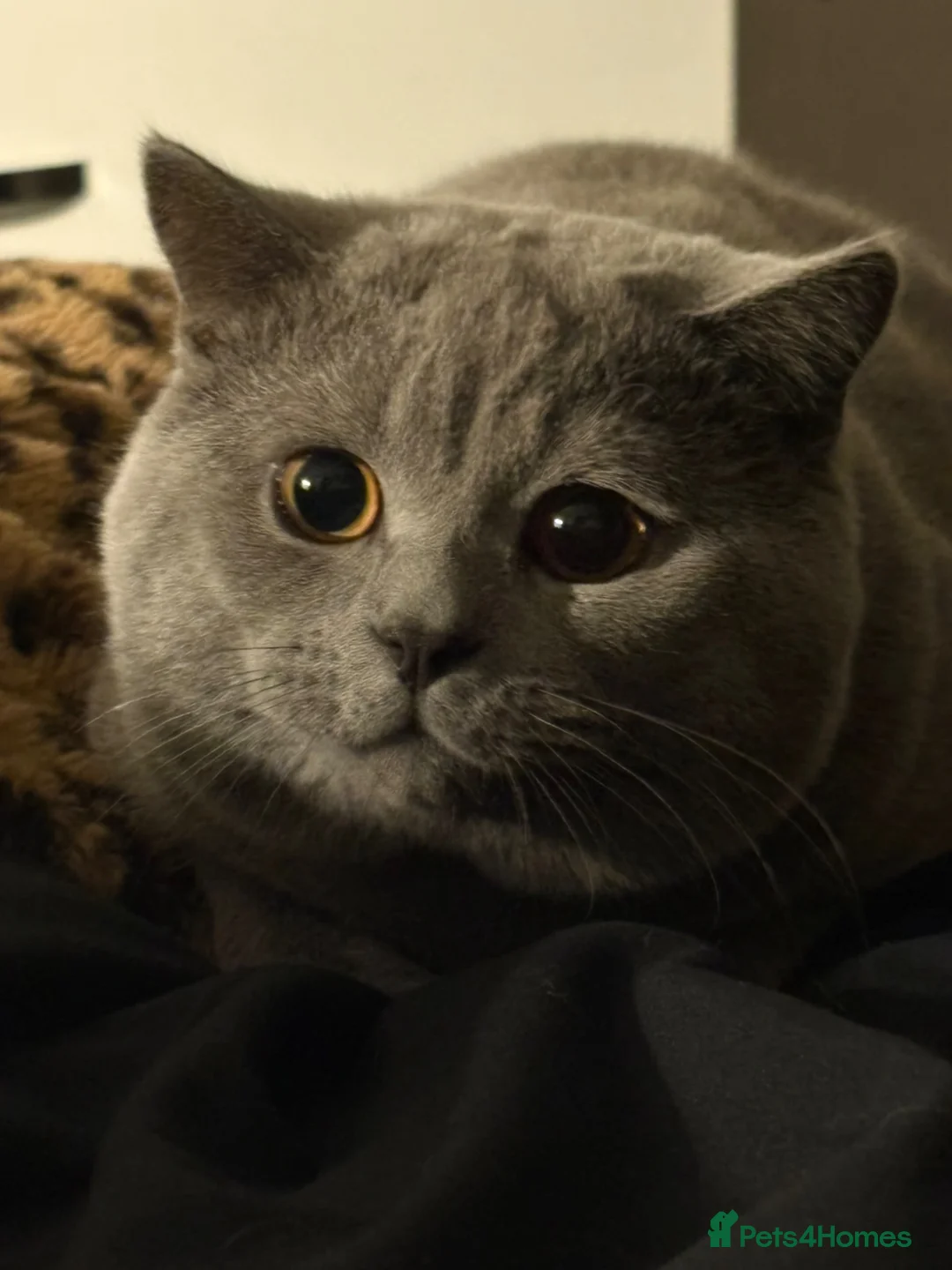British Shorthair cats for sale: British shorthair cat for sale  - Advert 4