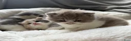 British Shorthair cats for sale: GCCF BSH Lilac Bilcolour chunky 🐱  - Advert 8
