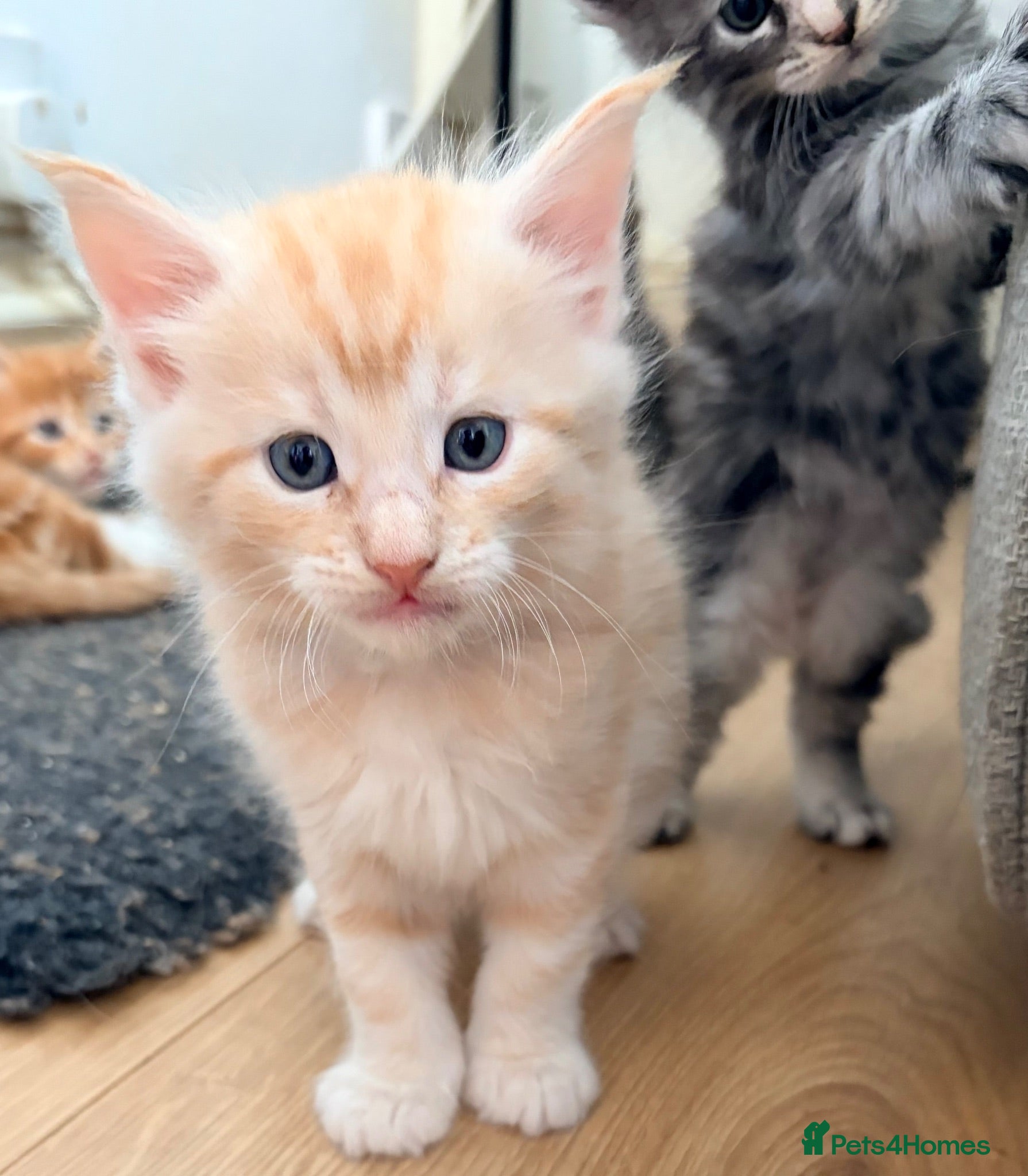 Maine Coon cats Maine coon kittens ready to reserve  - Advert 1