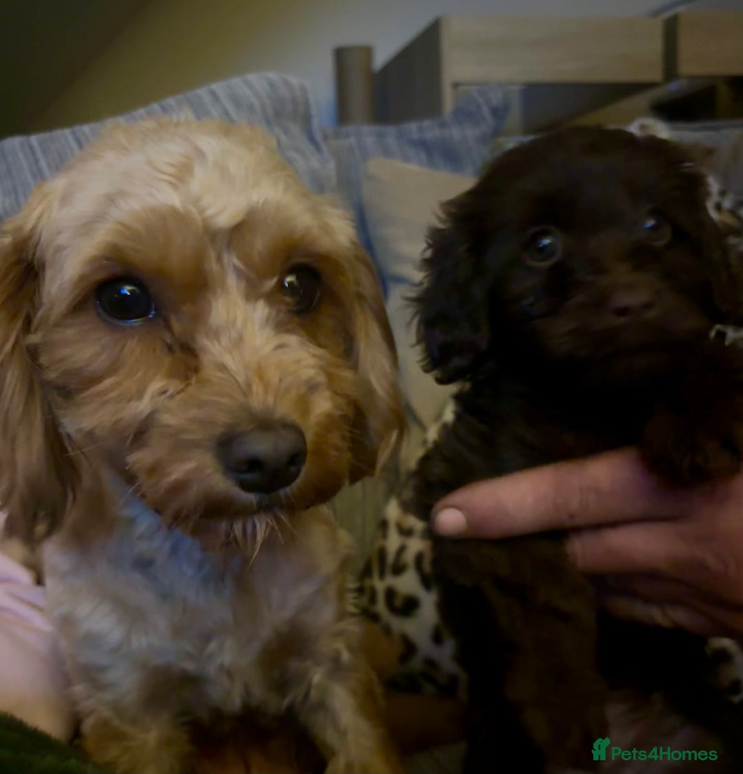 Cavapoo dogs for sale: Chocolate Cavapoo Puppy. Ready for Loving Home - Advert 2