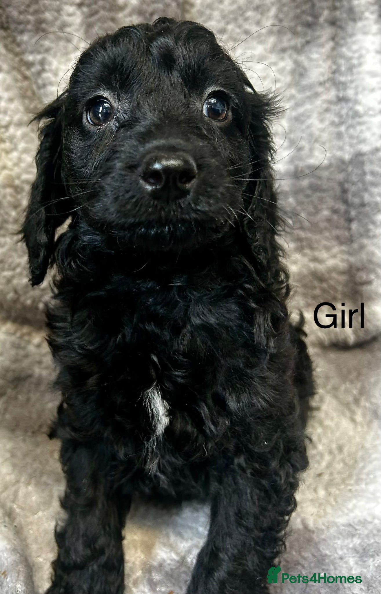 Cockapoo dogs for sale: Stunning f2 cockapoo  - Advert 3