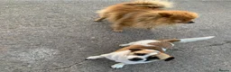 Mixed Breed dogs for sale: Puppies for sale - Advert 5