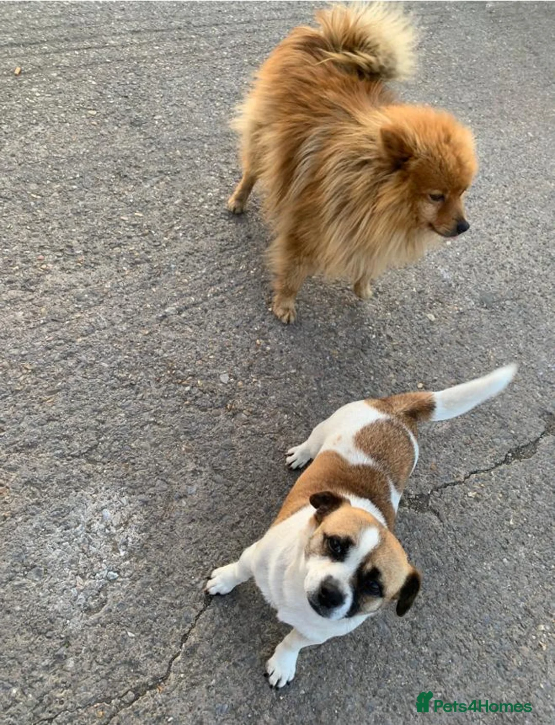 Mixed Breed dogs for sale: Puppies for sale - Advert 5