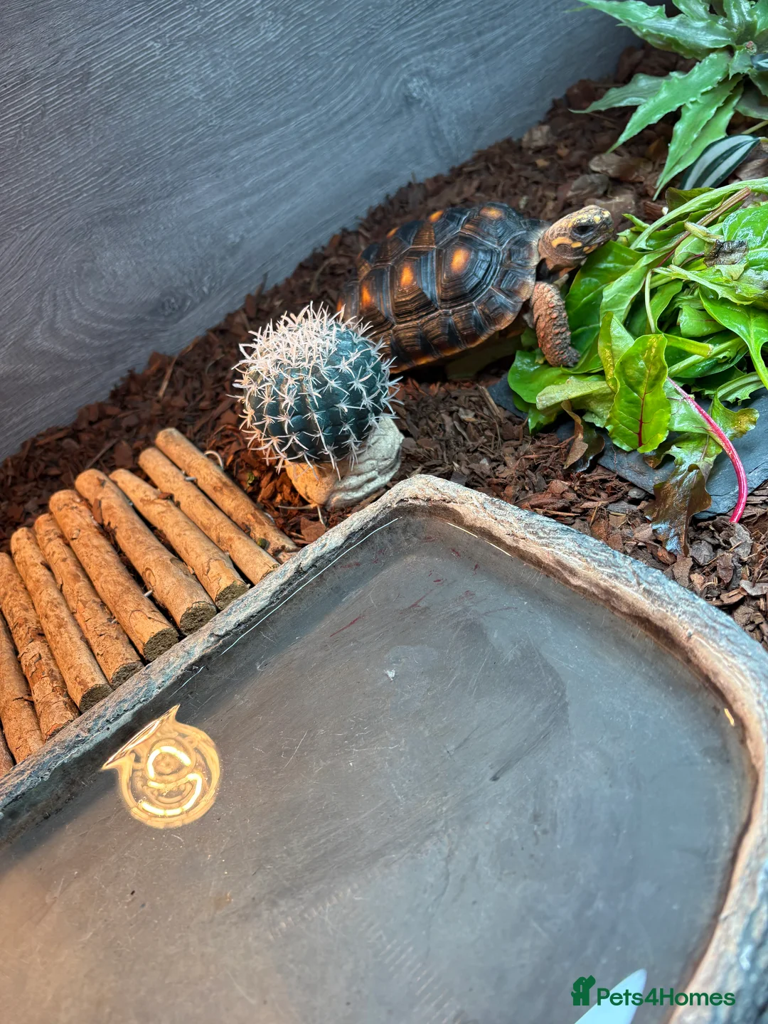 Tortoise reptiles for sale: Red footed tortoise  - Advert 5