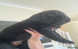 Labrador Retriever dogs for sale: LABRADOR PUPPIES  - Image 8