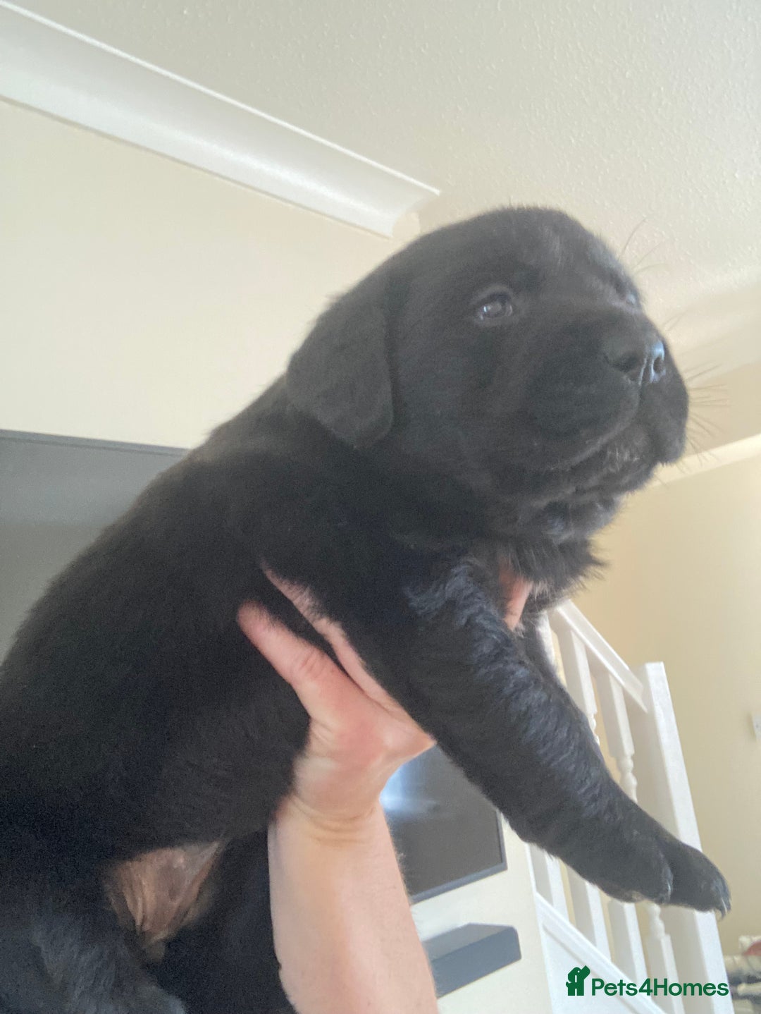 Labrador Retriever dogs for sale: LABRADOR PUPPIES  - Image 8