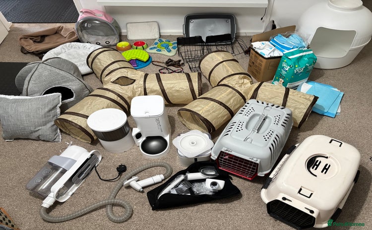 English Lop rabbits - Advert 3