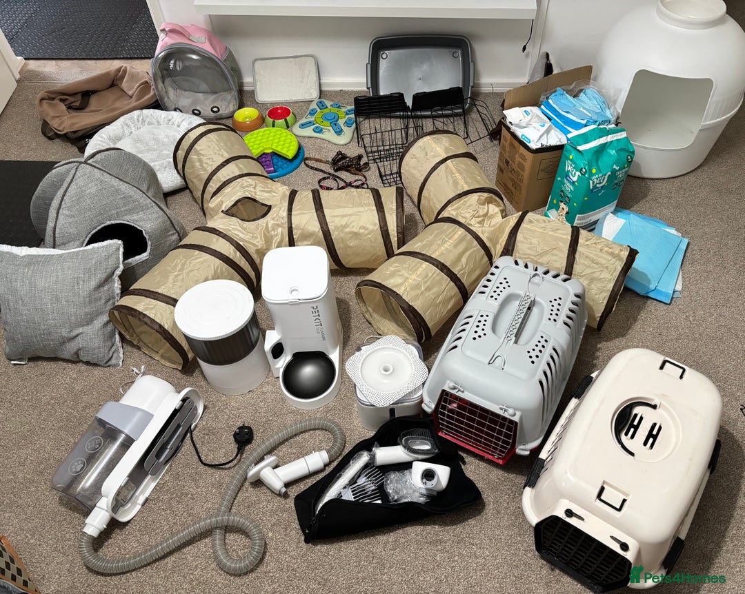 English Lop rabbits for sale: New Home for Milo - Advert 1