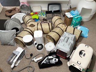 English Lop rabbits New Home for Milo - Advert 2