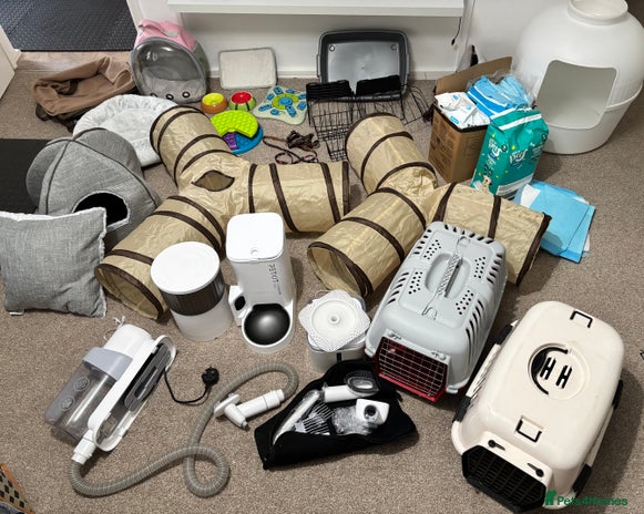 English Lop rabbits - Advert 1