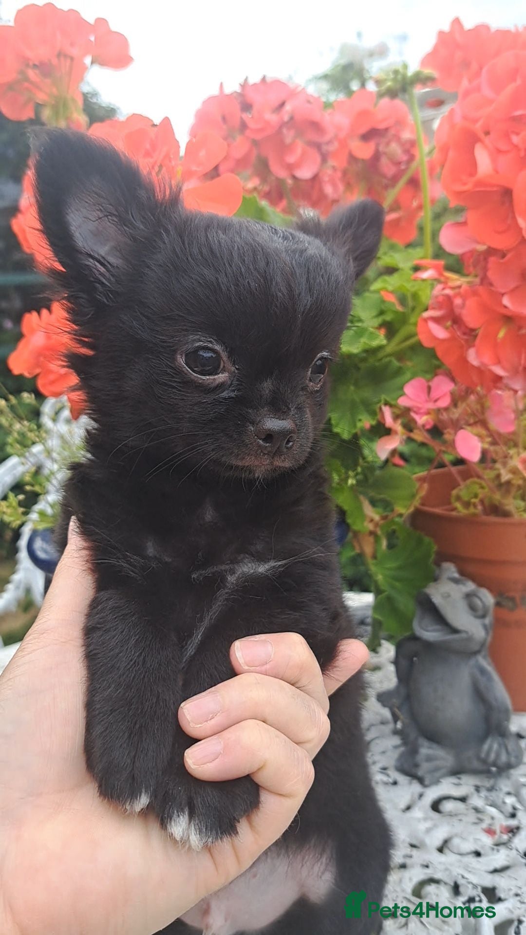 Chihuahua dogs 1 lilac & 1 black Long Coat Chihuahua male pups - Advert 6