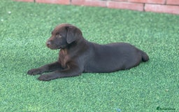Labrador Retriever dogs for sale: Outstanding fully health tested chocolates  - Image 11
