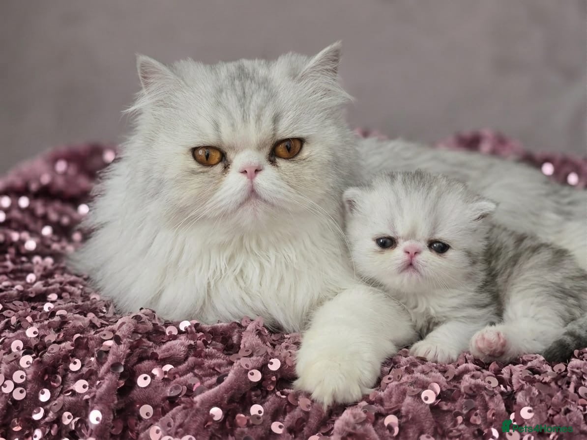 Persian cats PIKKI FACE PERSIAN KITTENS - WINNER BLOODLINE - Advert 8