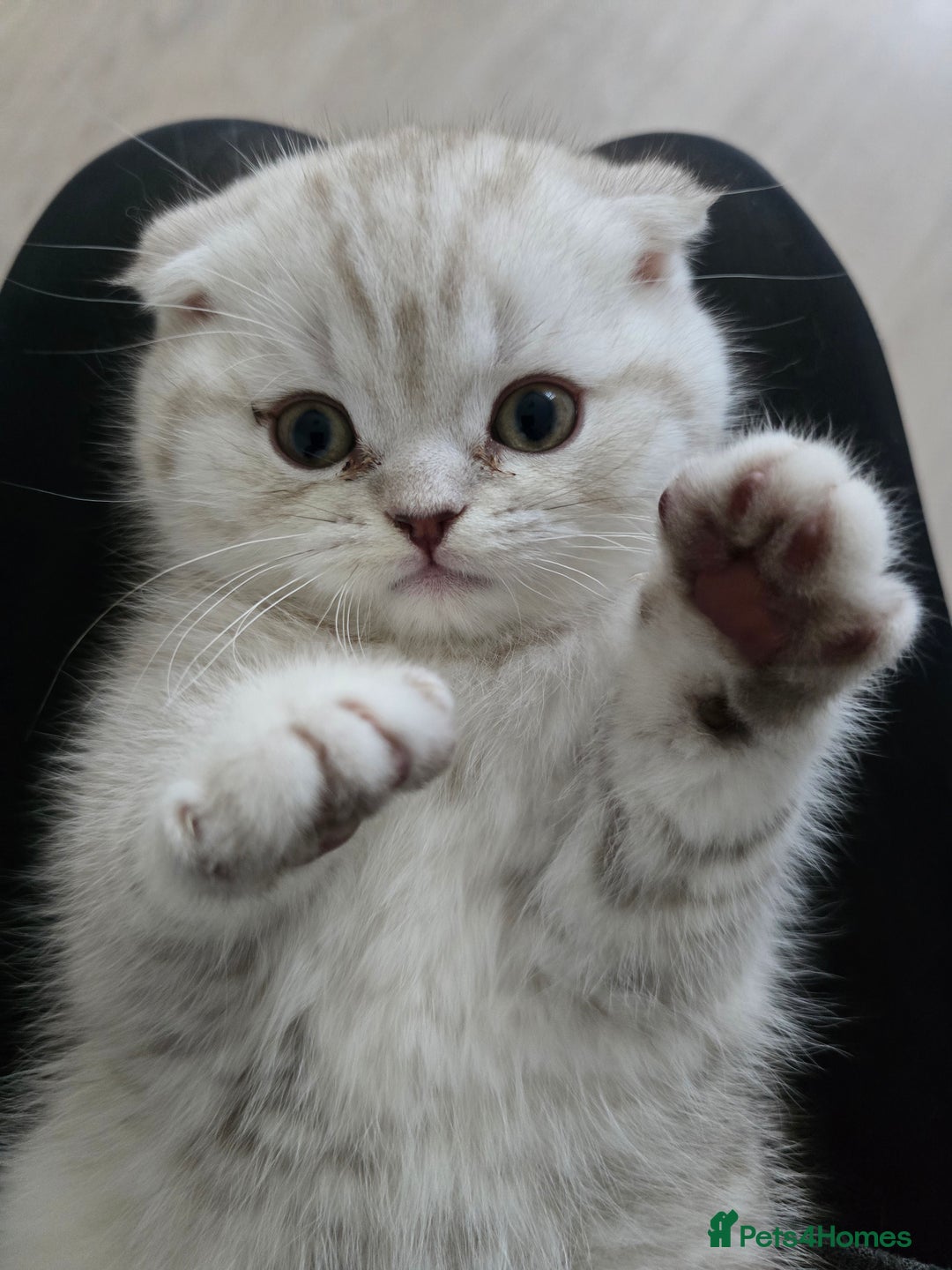 Scottish Fold cats for sale: 🐾Scottish Fold/Scottish Straight Kittens for Sale - Advert 10