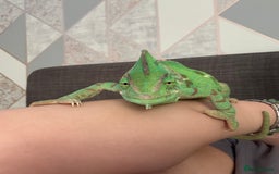 Chameleon reptiles for sale: Chameleon for sale  - Image 1
