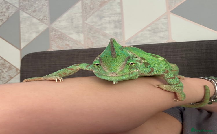 Chameleon reptiles - Advert 1