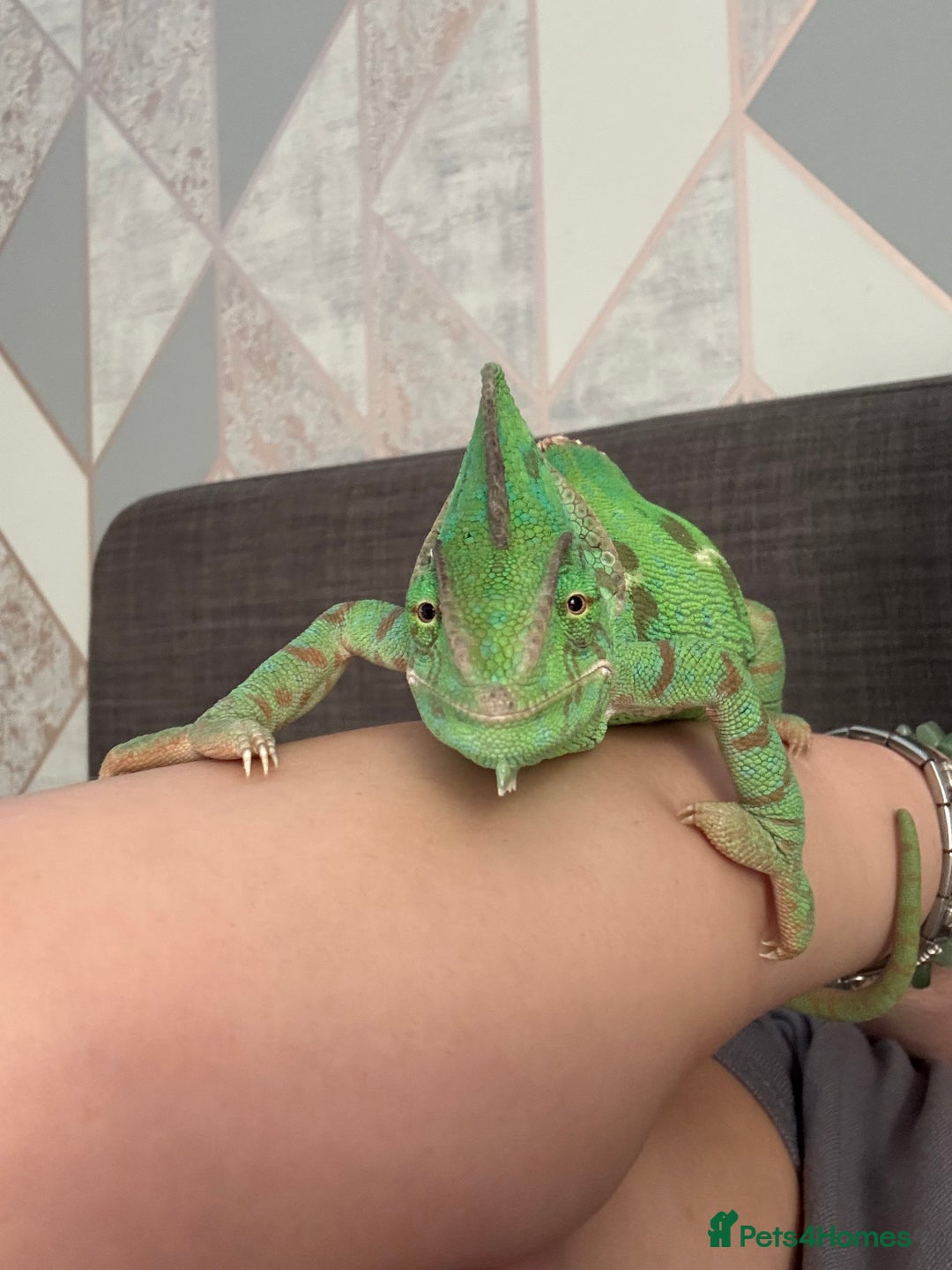 Chameleon reptiles for sale: Chameleon for sale  - Image 1