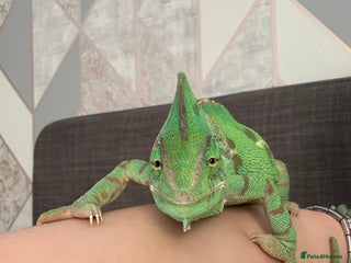 Chameleon reptiles - Advert 1