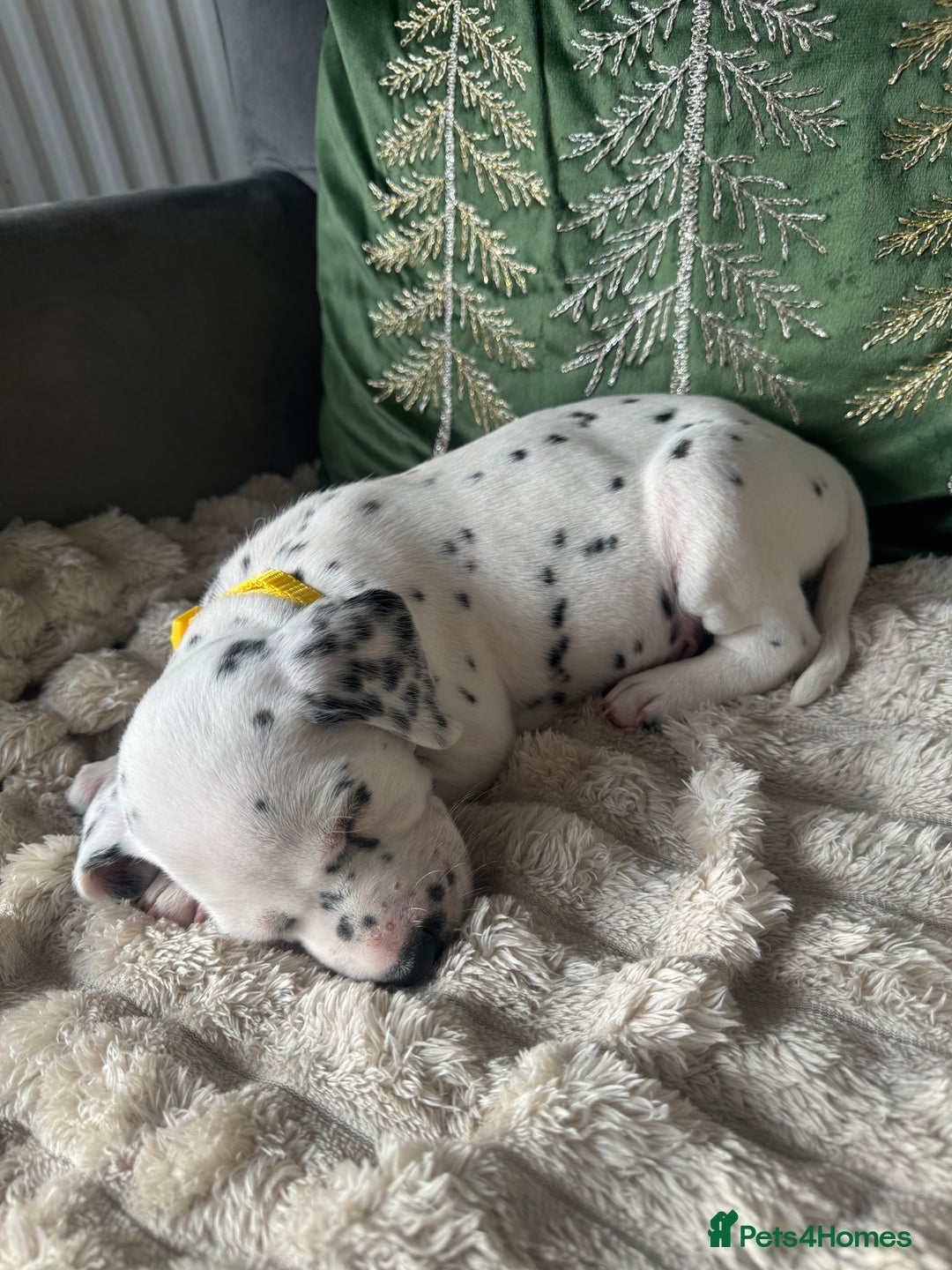 Dalmatian dogs for sale: PEDIGREE Dalmatian Puppies ready NOW - Advert 16