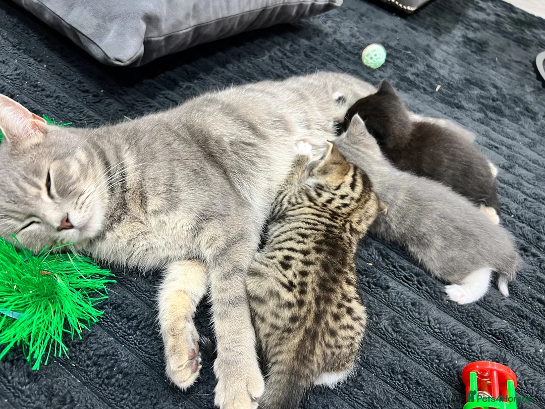 British Shorthair cats for sale: Black and White Kitten - Advert 1