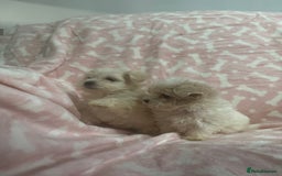 Maltipoo dogs for sale: Multipoo  - Image 4