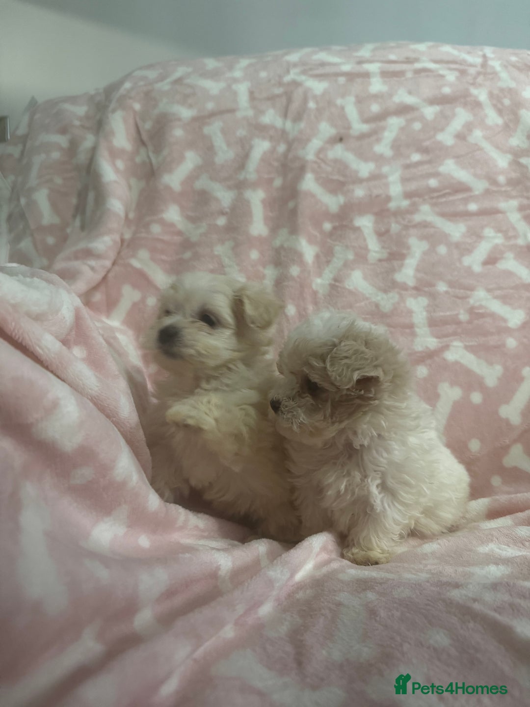 Maltipoo dogs for sale: Multipoo  - Image 4