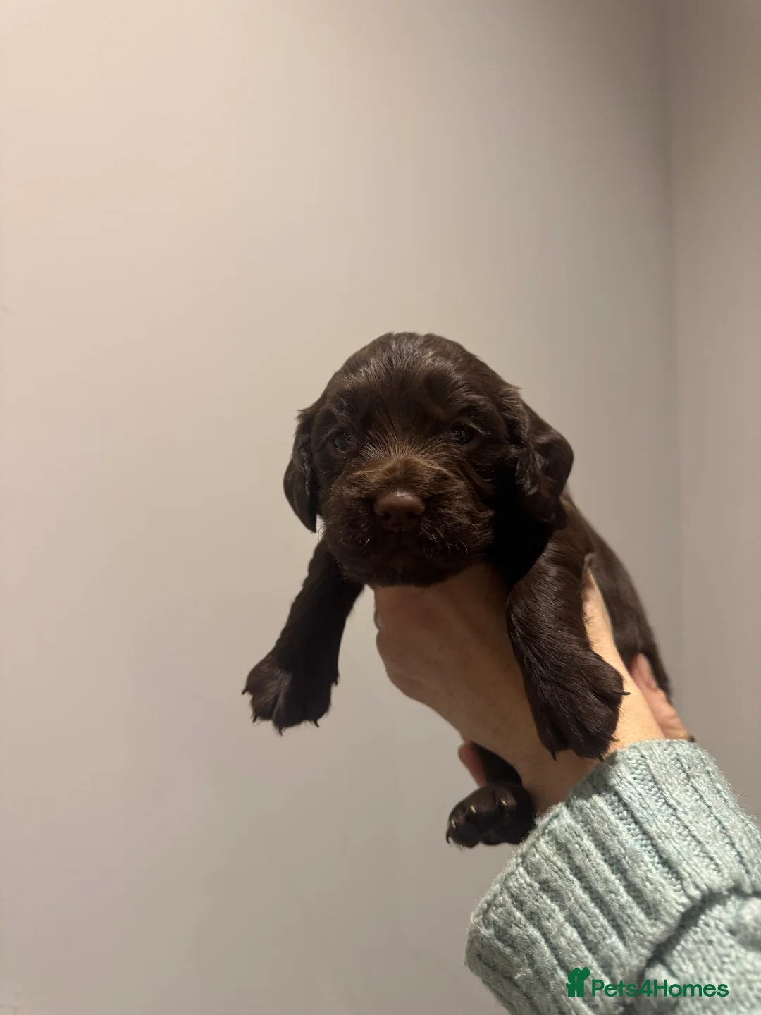 Sprocker dogs for sale: Sprocker spaniel puppies - Advert 8