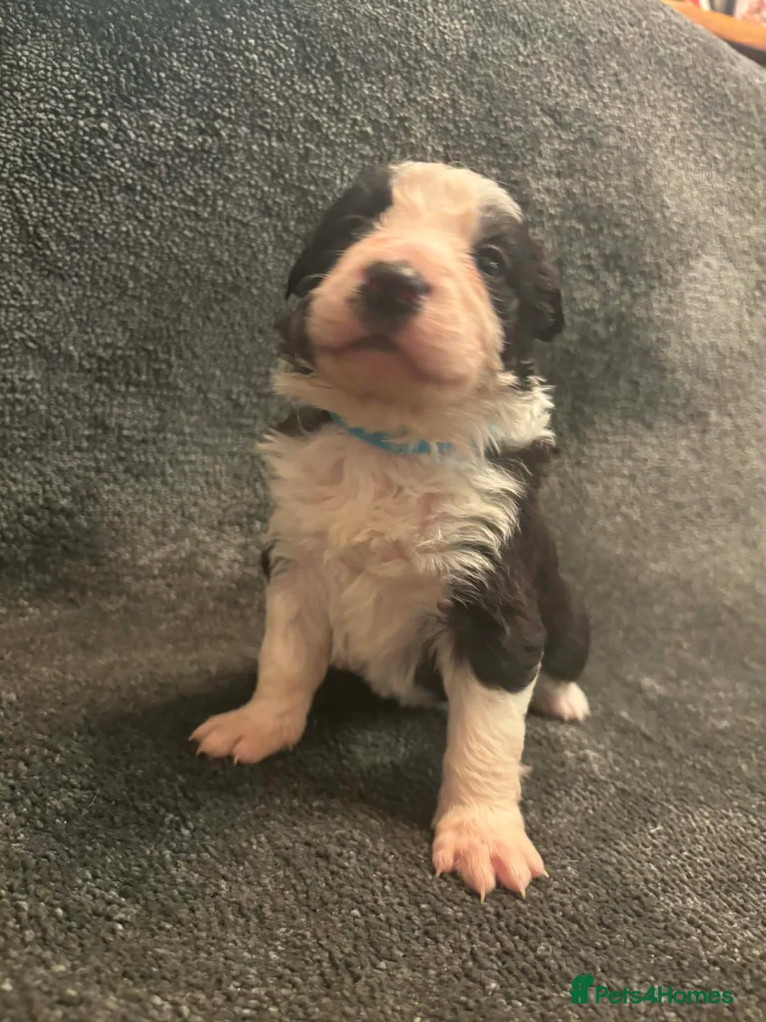 Border Collie dogs for sale: 8 Gorgeous Border Collie Puppies for Sale  - Advert 4