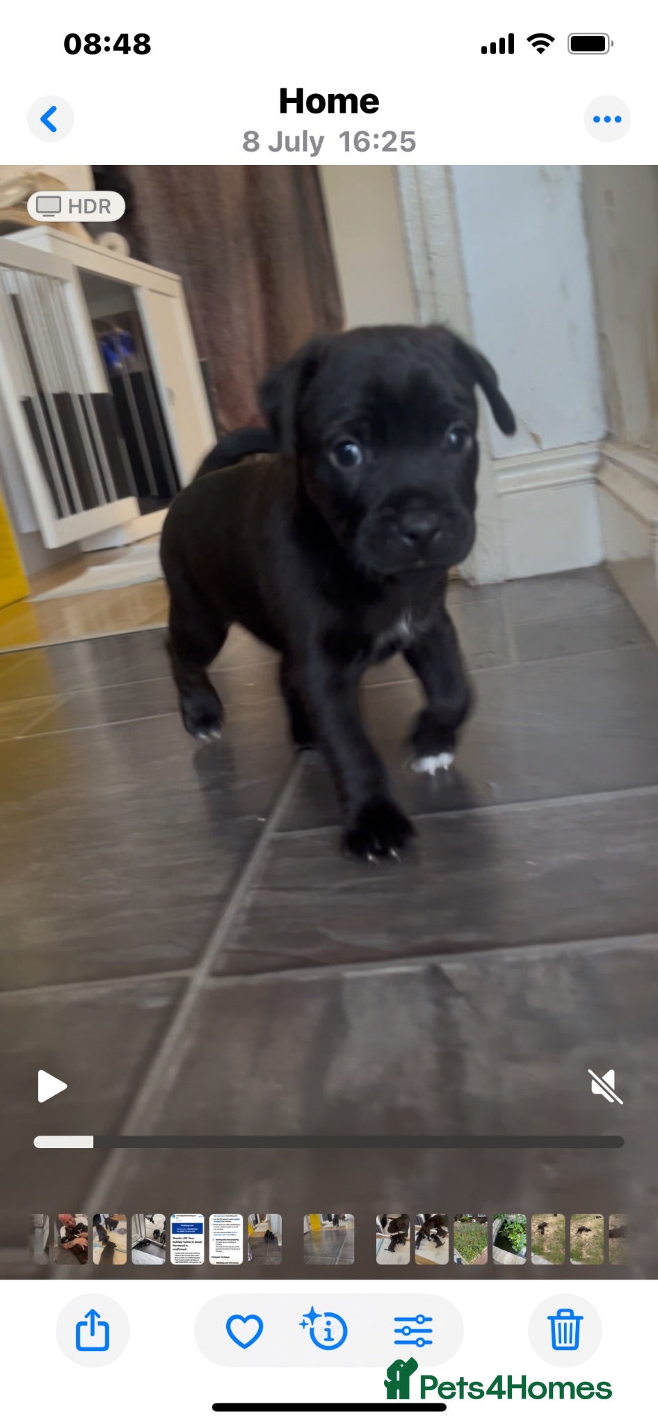 Patterdale Terrier dogs One girl left  - Advert 1