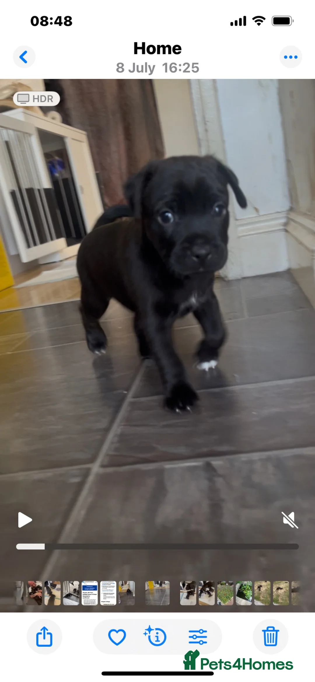 Patterdale Terrier dogs for sale: One girl left  - Advert 1