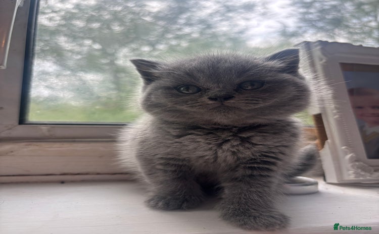 British Shorthair cats - Advert 12