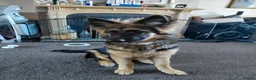 German Shepherd dogs for sale: Mrs leigh player in Hoddesdon - Advert 1