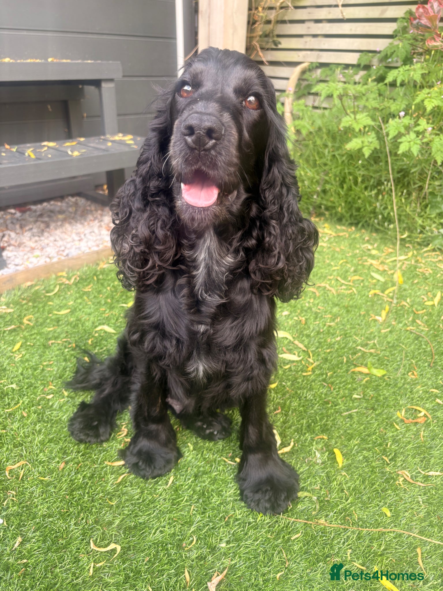Cocker Spaniel dogs KC registered show type cocker spaniels  - Advert 12