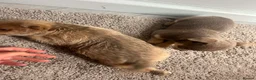 Chihuahua dogs for sale: Chihuahua puppies  - Advert 14