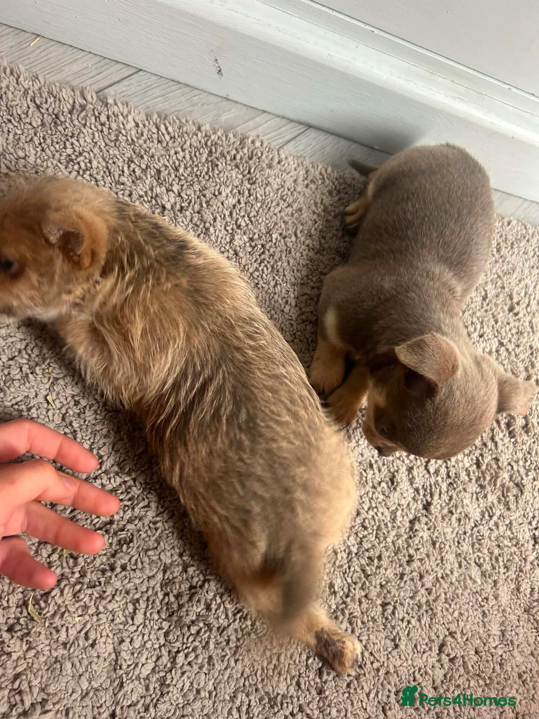Chihuahua dogs for sale: Chihuahua puppies  - Advert 14